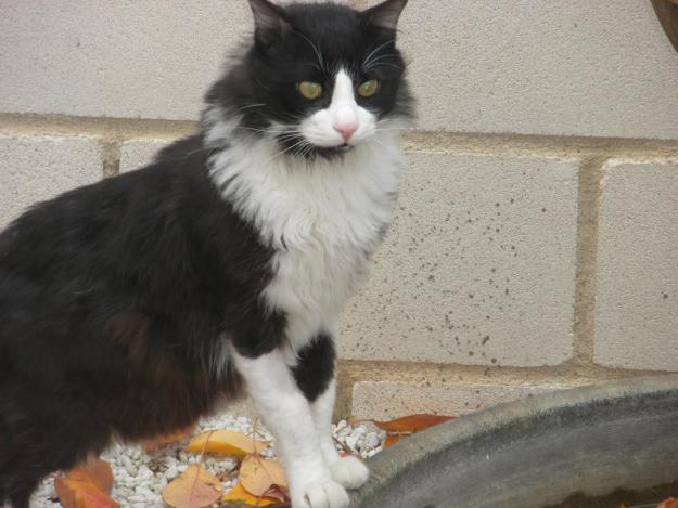 Iker,adorable gato bosque noruego bsuca hogar