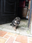 Se venden cachorros de pastor aleman - mejor precio | unprecio.es
