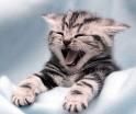 un gato de calma para una familia tranquila