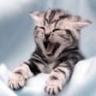 un gato de calma para una familia tranquila - mejor precio | unprecio.es