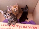 Gatitos en adopción. - mejor precio | unprecio.es