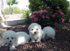 Preciosa camada Bichón Maltés, nacionales !! - mejor precio | unprecio.es