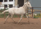 CABALLOS BAYONA -- POTRO PERLA LUSITANO - mejor precio | unprecio.es