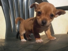 Cachorro cruce Jack Russell en adopcion - mejor precio | unprecio.es