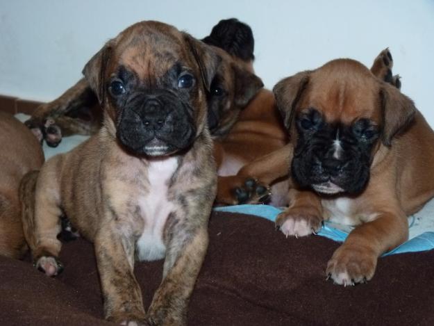 CACHORROS BOXER NIETOS CAMPEÓN ESPAÑA KOTO DE GUEZMAN