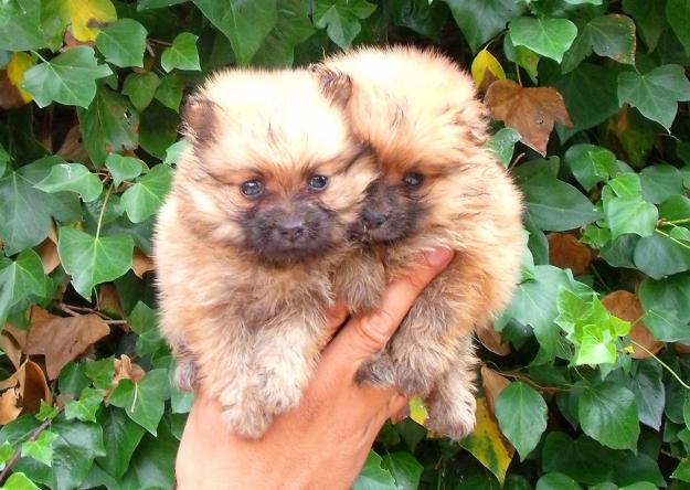 cachorros de lulu de pomerania