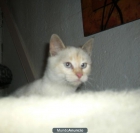 Donacion de gatita mezcla siames europeo - mejor precio | unprecio.es