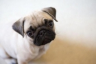 Fabulosos cachorros de carlino - mejor precio | unprecio.es