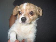 Felipe el hermoso