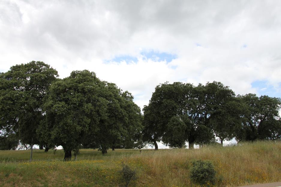 Finca ganadera  -dehesa -  480 has en badajoz