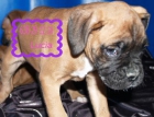 Impresionante camada de Boxer, pura raza economicos - mejor precio | unprecio.es