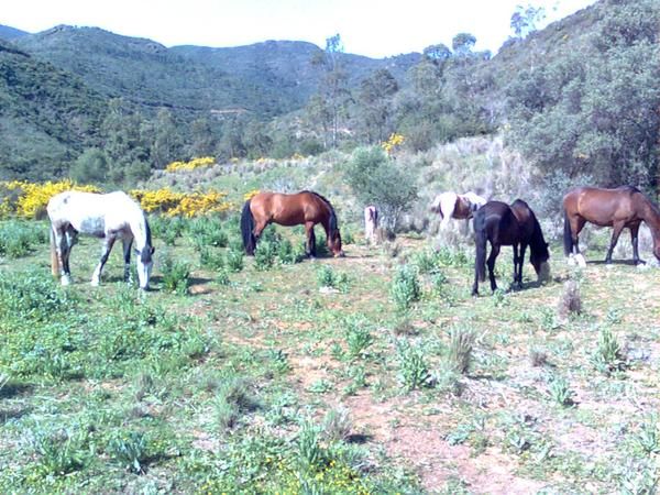 pension de caballos