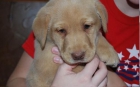 perrito registrado de Labrador - mejor precio | unprecio.es