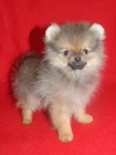 precioso cachorrito de lulu de pomerania miniatura - mejor precio | unprecio.es