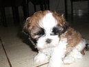 SE VENDE CACHORRO Shih THU CON PEDIGREE
