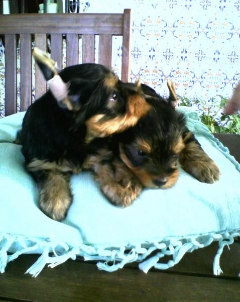 se vende camada de yorkshire terrier tamaño estandat