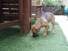 - CACHORRA x PASTORA ALEMAN --- ADOPTALA - mejor precio | unprecio.es