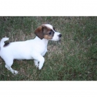adorable cachorro Jack Russell Terrie - mejor precio | unprecio.es