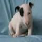 cachorro de bullterrier encantador para adopción - mejor precio | unprecio.es