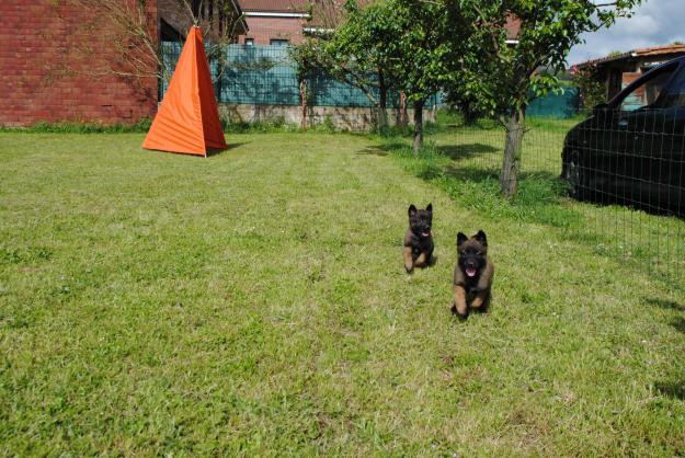 excepcional camada de pastor belga malinois