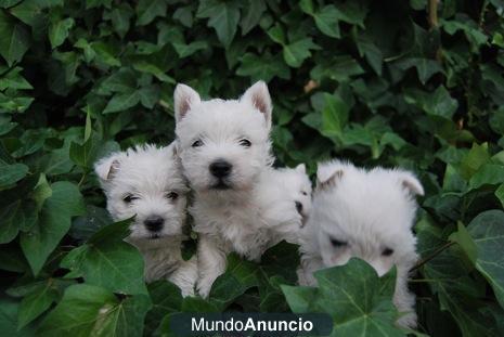 impresionantes westy de 2 meses; excelente genetica