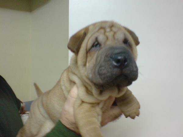 SHAR PEI CACHORROS EN VENTA