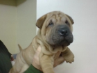 SHAR PEI CACHORROS EN VENTA - mejor precio | unprecio.es