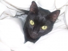 una gatita abandonada - mejor precio | unprecio.es