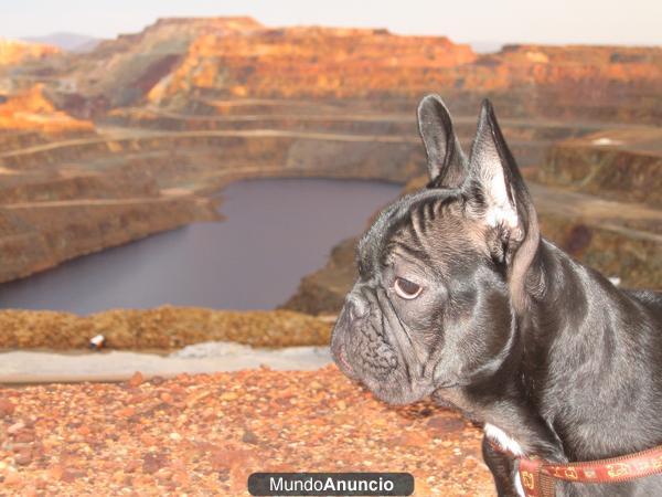 Bulldog Francés