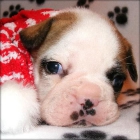 Bulldog francés raza pura - mejor precio | unprecio.es