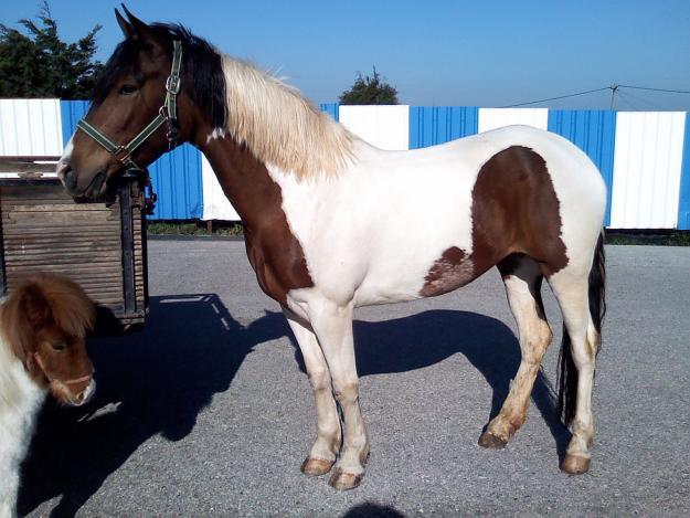 CABALLOS ROBADOS - YEGUA y PONI - RECOMPENSA DE 1000 EUROS