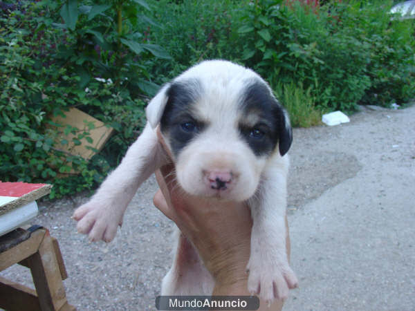 cachorros en adopción