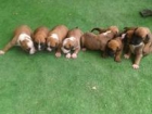 Camada 8 cachorros BOXER de 3 semanas - mejor precio | unprecio.es