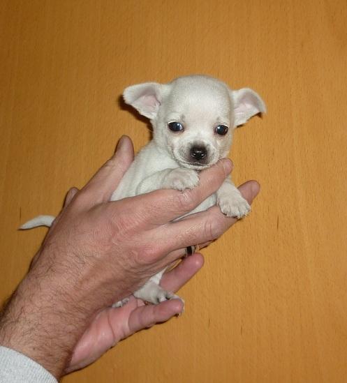 Chihuahua macho blanco super miniatura
