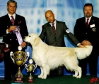 golden retriever - mejor precio | unprecio.es