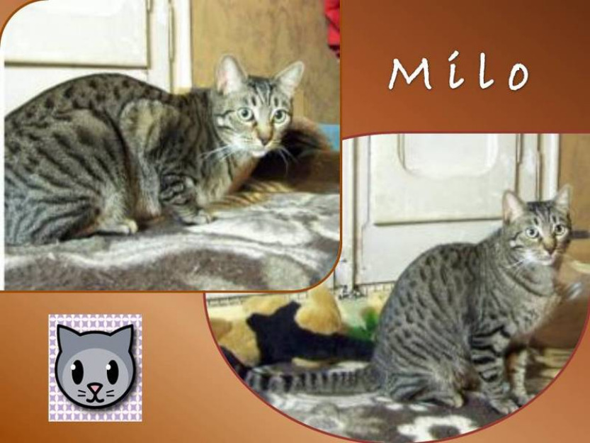 Milo, precioso tigreton en adopcion