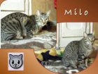 Milo, precioso tigreton en adopcion - mejor precio | unprecio.es