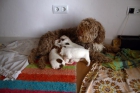 regalo perritos de agua - mejor precio | unprecio.es