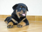 Rottweiler camada impresionante. Precio 400 euros - mejor precio | unprecio.es