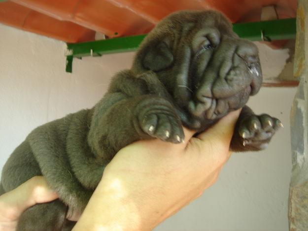 shar pei, sharpei