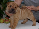 Shar-Peis Cachorros - mejor precio | unprecio.es