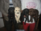 VENDOLabradores retriever,cachorros,pedigree. - mejor precio | unprecio.es