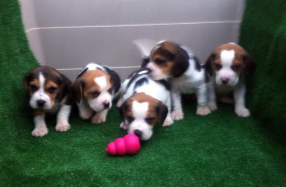 Beagles bicolores y tricolores con pedigri preciosos