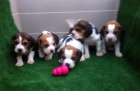 Beagles bicolores y tricolores con pedigri preciosos - mejor precio | unprecio.es