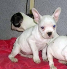 Bulldog Francés - mejor precio | unprecio.es