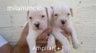 cachorrito boxer blanco hijo de campeones - mejor precio | unprecio.es