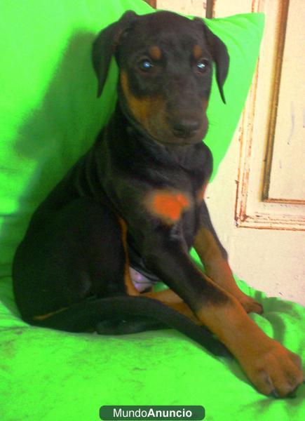 cachorros doberman