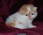 encantadores gatitos persas - mejor precio | unprecio.es