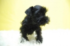 Inteligentes SCHNAUZER ( Negros y Enanos ) Preciosa Camada Disponibles - mejor precio | unprecio.es