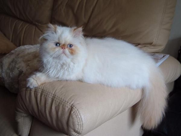 Se vende gato  persa europeo  y  la  gata  persa himalayo